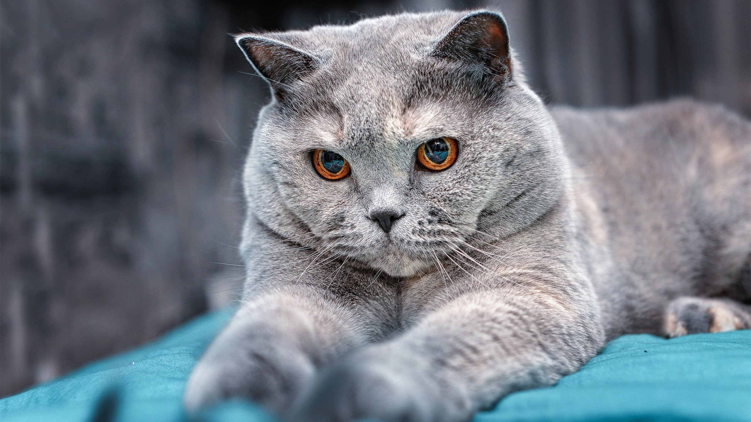 史上“爆炸”扣篮大比拼，谁才是真正的飞天英雄？，扣篮爆发训练