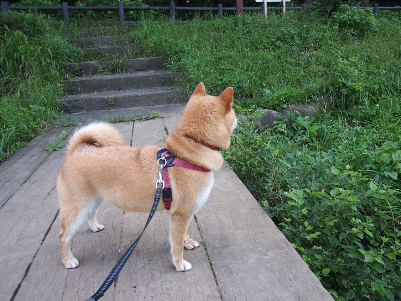 守望先锋 新版本玩法丰富多样，守望先锋 推出新版本