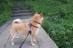 开云体育中国官方网站-守望先锋 新版本玩法丰富多样，守望先锋 推出新版本